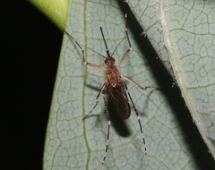Aedes canadensis canadensis