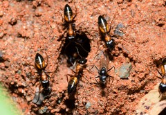 Opisthopsis picta