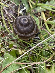 Entoloma perzonatum