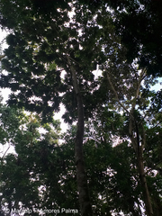 Pourouma cecropiifolia