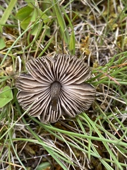 Entoloma perzonatum