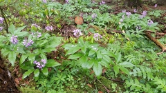 Cardamine pentaphyllos