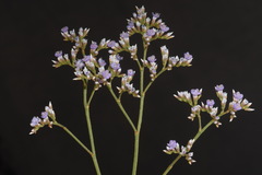 Limonium limbatum