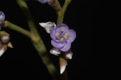 Limonium limbatum