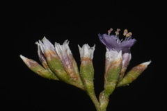 Limonium limbatum