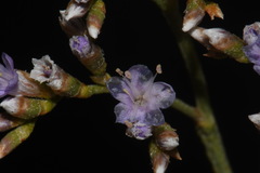 Limonium limbatum