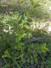 Petalostigma pubescens