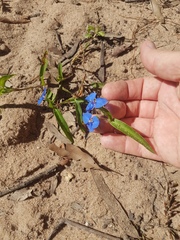 Commelina lanceolata