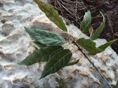 Quercus acutifolia