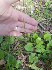 Plantago debilis