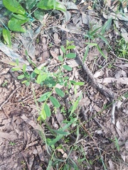 Synostemon hirtellus