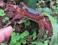 Potamonautes sidneyi