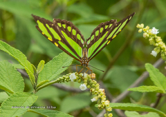 Philaethria wernickei