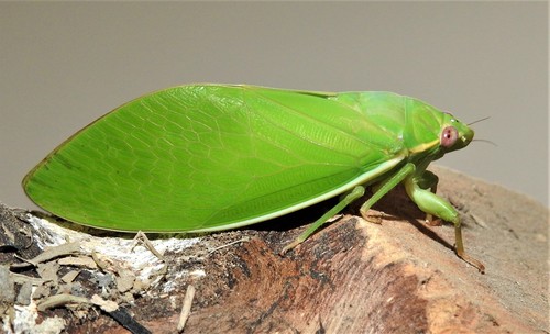 Rare Bladder Cicada (Cystopsaltria immaculata) · iNaturalist