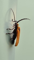 Metriorrhynchus variipennis