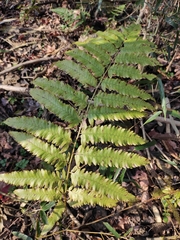 Diplazium esculentum