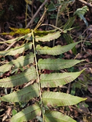 Diplazium esculentum