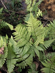 Ctenitis subglandulosa