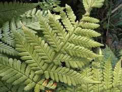 Ctenitis subglandulosa