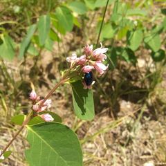 Chrysochus cobaltinus