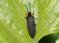 Pyropyga decipiens