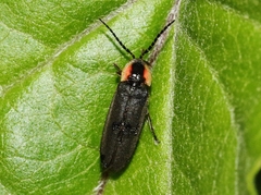Pyropyga decipiens