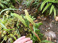 Blechnum chambersii