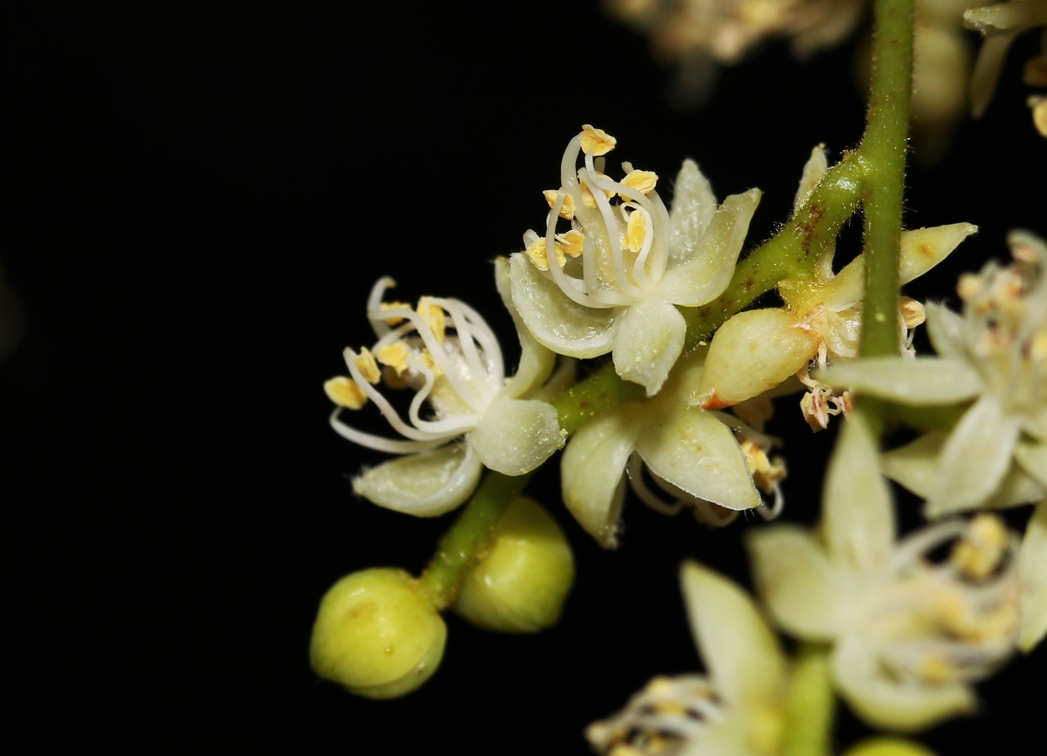 Copaifera officinalis