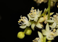 Copaifera officinalis