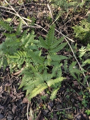 Pteris oshimensis