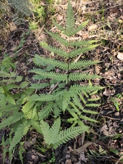 Pteris oshimensis