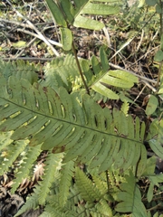 Pteris oshimensis