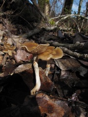 Meottomyces dissimulans