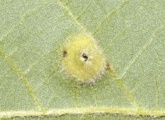 Phylloxera pilosula