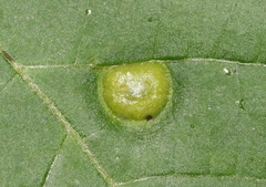 Phylloxera pilosula