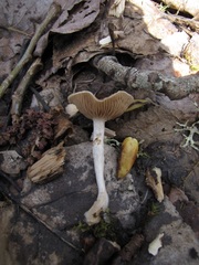 Meottomyces dissimulans