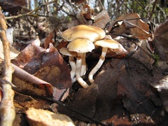 Meottomyces dissimulans