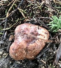 Agaricus brunneofibrillosus