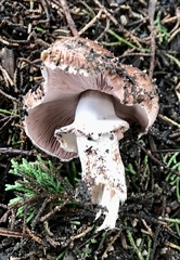 Agaricus brunneofibrillosus