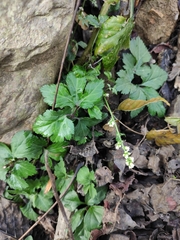 Artemisia lactiflora