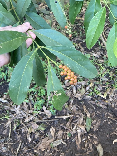 Citharexylum caudatum