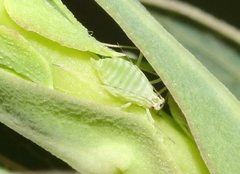 Acyrthosiphon lactucae