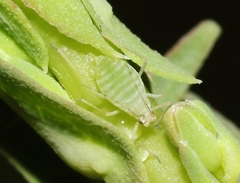 Acyrthosiphon lactucae