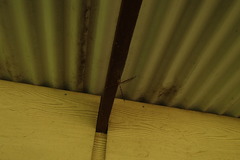 Telephlebia godeffroyi