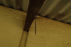 Telephlebia godeffroyi