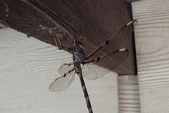 Telephlebia godeffroyi