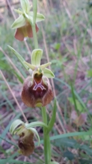 Ophrys fuciflora parvimaculata