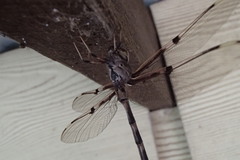 Telephlebia godeffroyi