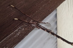 Telephlebia godeffroyi