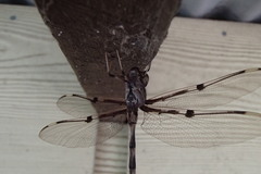 Telephlebia godeffroyi